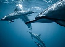 IG接连两波致命掉点，WBG追回部分经济并拿下小龙